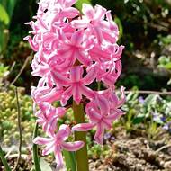 Hyacinty vynikají nepřekonatelnou intenzivní a typickou vůní, která je až omamná. Kvetou později, až v dubnu a květnu, hroznem květů v mnoha krásných barvách. Mají rádi slunce a propustnou, ale živnou půdu.