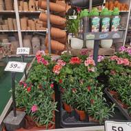 Zahradnictví Chládek v pražských Střešovicích