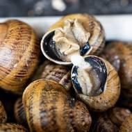 Páření šneků. Hlemýžď se rodí jen mužského rodu, když dospěje, stane se z něj oboupohlavní hermafrodit. Helix Aspersa Maxima dosahuje pohlavní zralosti již za 6 měsíců.