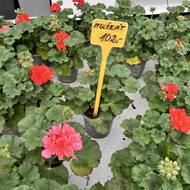 Zahradnictví Hortis v Židlochovicích na Brněnsku