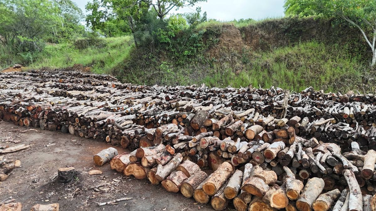 Brazílie kvůli klimatickému summitu vykácela kus amazonského pralesa a postaví tam dálnici