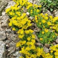 Další delosperma tvořící výrazný koberec. Delosperma Golden Nugget