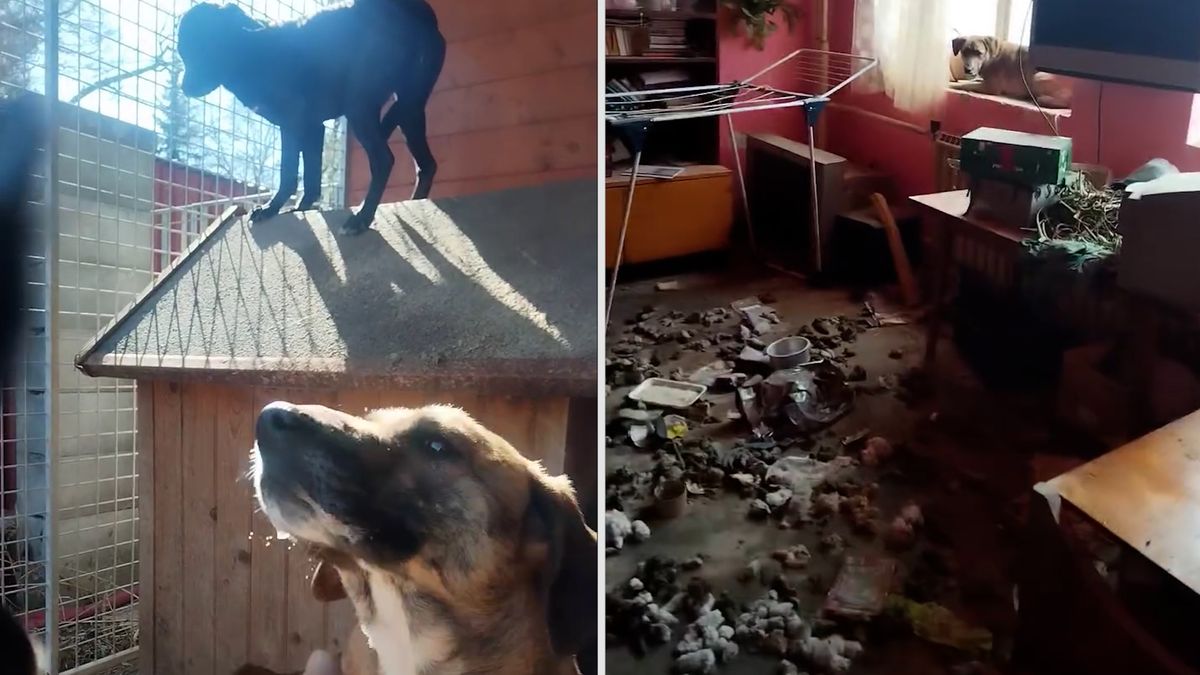 Než fena na Domažlicku vyhladověla, žrala i molitan. Případ už vyšetřuje policie