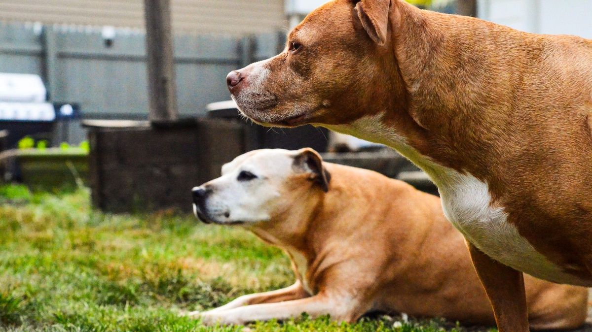Pitbulové pod vlivem kokainu roztrhali v Ohiu seniorku ze sousedství