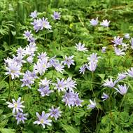 Další cizinkou, kterou můžeme snadno pěstovat, je sasanka apeninská (Anemone apenina). Přirozeně roste ve středním a východním Středozemí.