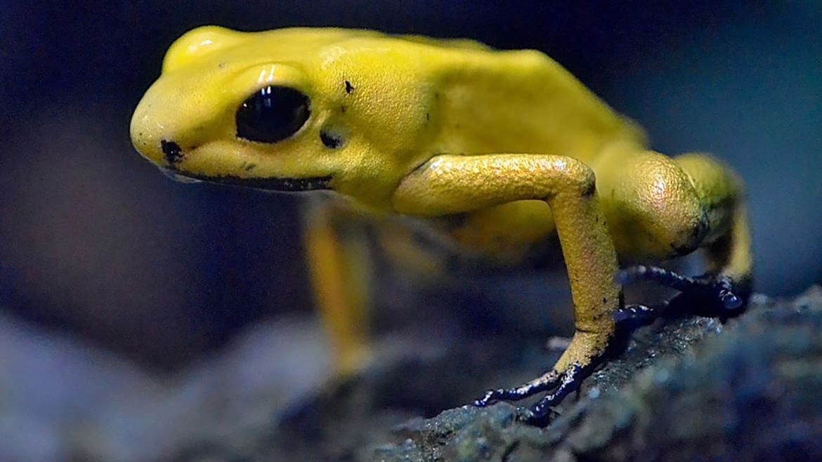 V liberecké zoo se narodily desítky mláďat vzácných žab, zájem o ně mají zahrady po celé Evropě