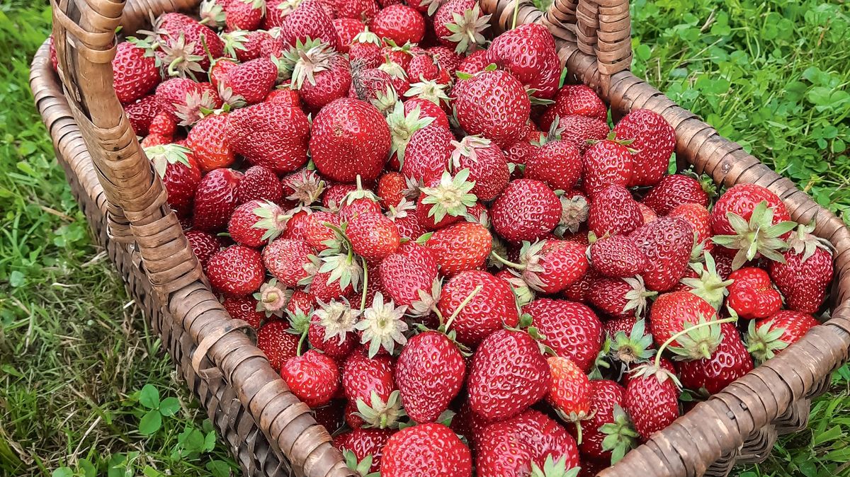 Jak úspěšně pěstovat jahodník. Začal čas na výsadbu nových sazenic