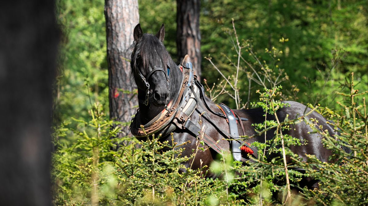 FOTO: Lesní bitva v Brdech. Tažní koně ukázali své dovednosti při práci
