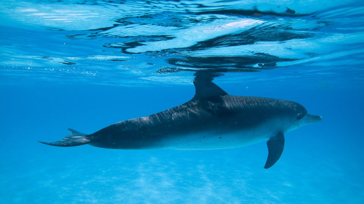 AI DolphinGemma zpracovává a generuje delfíní vokály