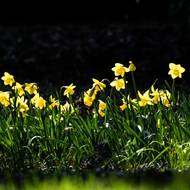 Narcis žlutý. Porosty dřevin, skupin stromů a keřů se zde střídají s lučními plochami, rybníky, potoky a jejich slepými rameny.