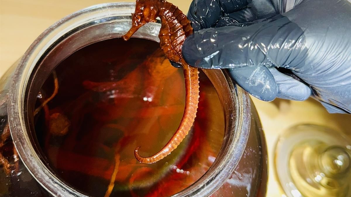 Celníci zabavili v Rokycanech naložené mořské koníčky