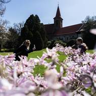 Šácholan hvězdovitý, kterému se též říká magnólie hvězdovitá, je u hlavního vstupu do Průhonického parku vděčnou kulisou pro fotografie návštěvníků.