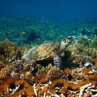 Život želv v moři už ochranáři trasovat nemohou.