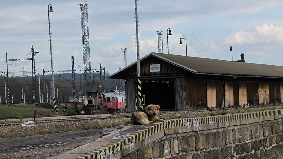 Statečná žena v Českých Budějovicích chytla věčně utíkající rumunskou fenu