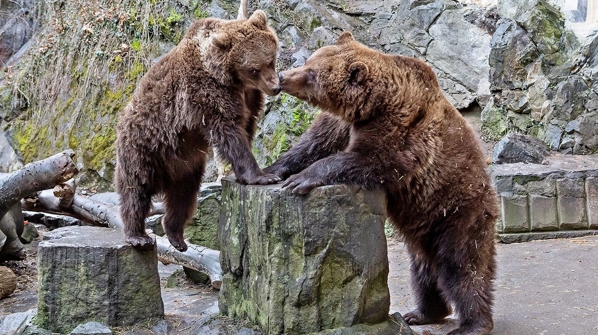 Medvědí život na zámku. Kritici poukazují na nevhodné podmínky, zvířata jsou podle nich ve stresu