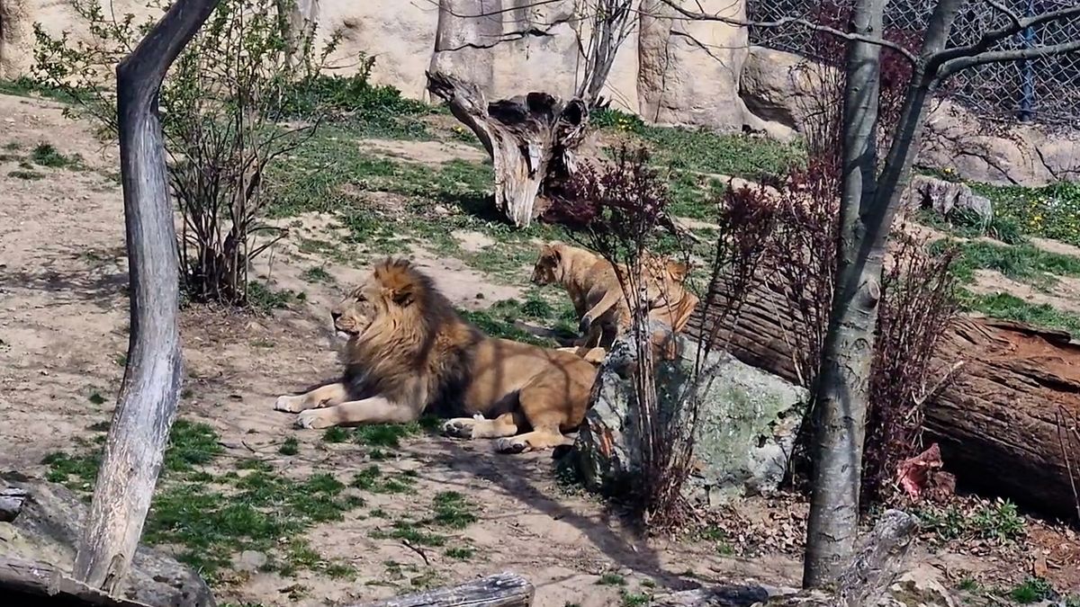 Ve zlínské zoo otevřou první záchrannou stanici pro lvy z ilegálních chovů v Česku