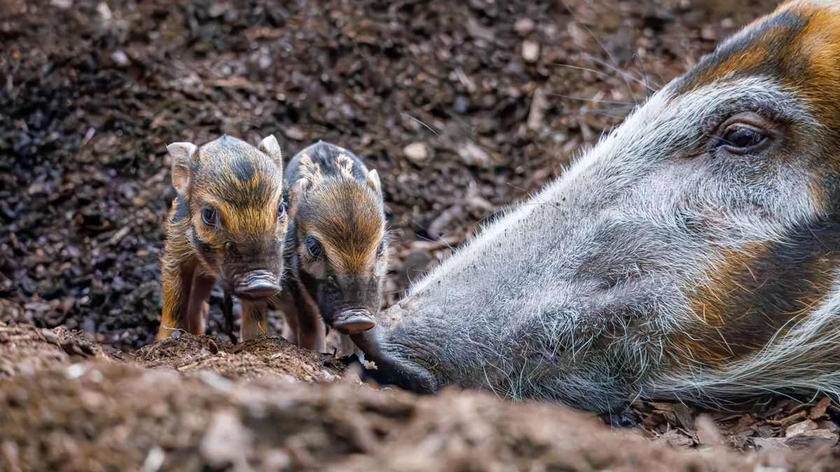 Selátka budí mimořádný zájem. Pražská zoo hlásí premiérový přírůstek