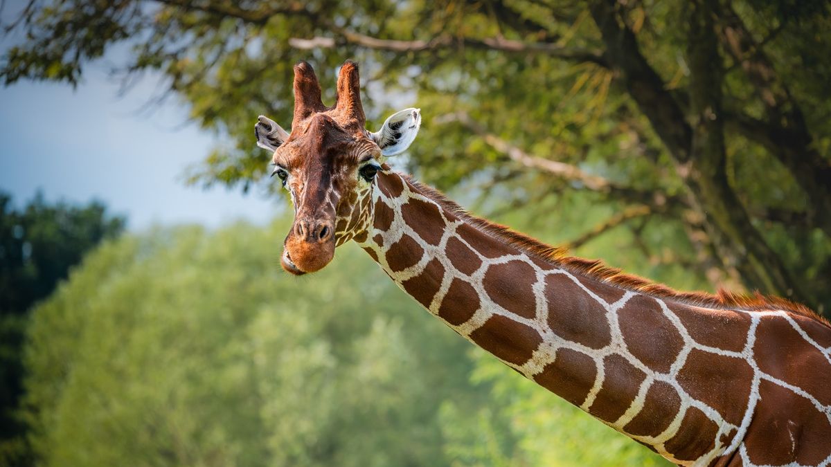 Kvůli slintavce vystříleli před 50 lety ve dvorské zoo největší chovné stádo žiraf na světě