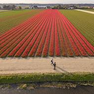 V 17. století zachvátila Nizozemsko tulipánová mánie. Cibulky se staly extrémně populárními a stále nabývaly na ceně. Květina se stala předmětem spekulativního šílenství, v jednu chvíli měla jediná cibule tulipánů stejnou cenu jako dům u kanálu v Amsterdamu.