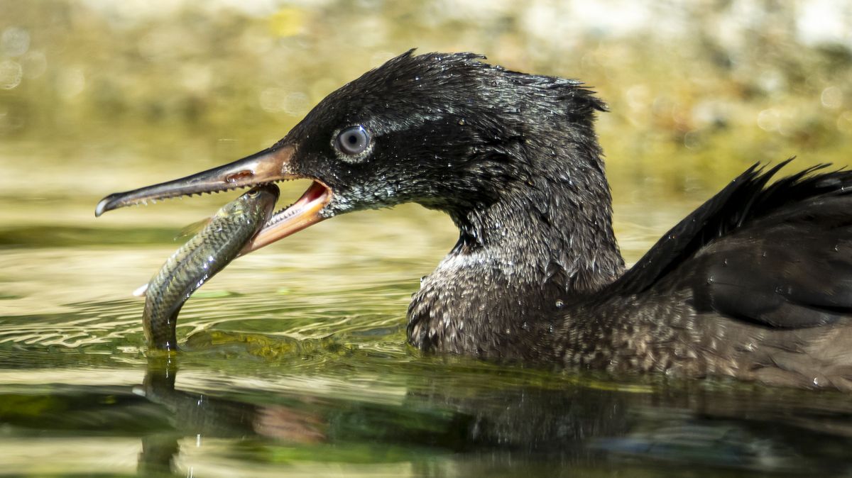 FOTO: V Praze se vylíhla nejvzácnější kachňata světa