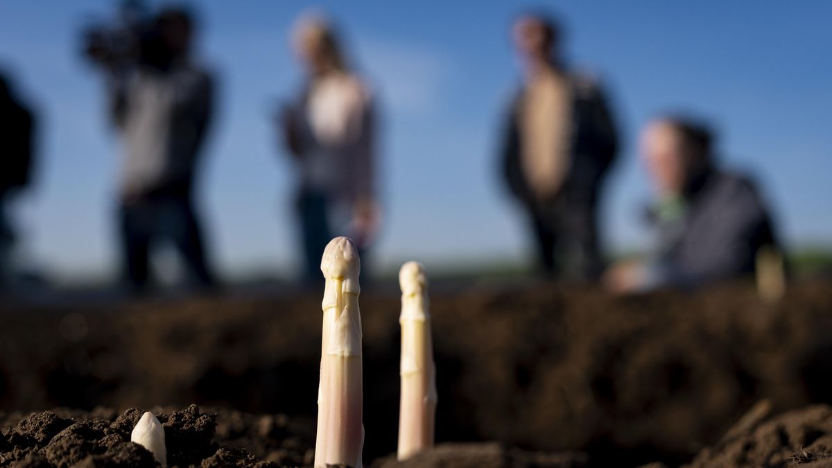FOTO: Z hrůbků na stůl. Sklizeň chřestu u Mělníka se rozjela naplno
