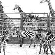 Archivní snímek žirafího stáda v zoologické zahradě ve Dvoře Králové nad Labem