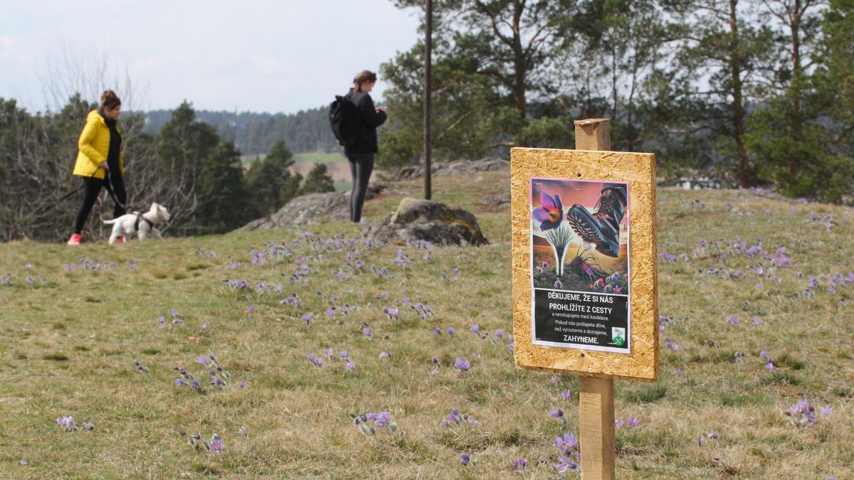 Děti na odrážedlech a pikniky. Místní z Trnavy na Třebíčsku vytáčí turisté mezi vzácnými konikleci