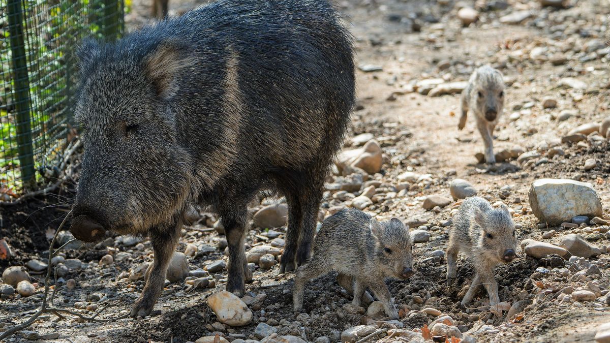 V pražské zoo přišla na svět vzácná trojčata pekariů Wagnerových