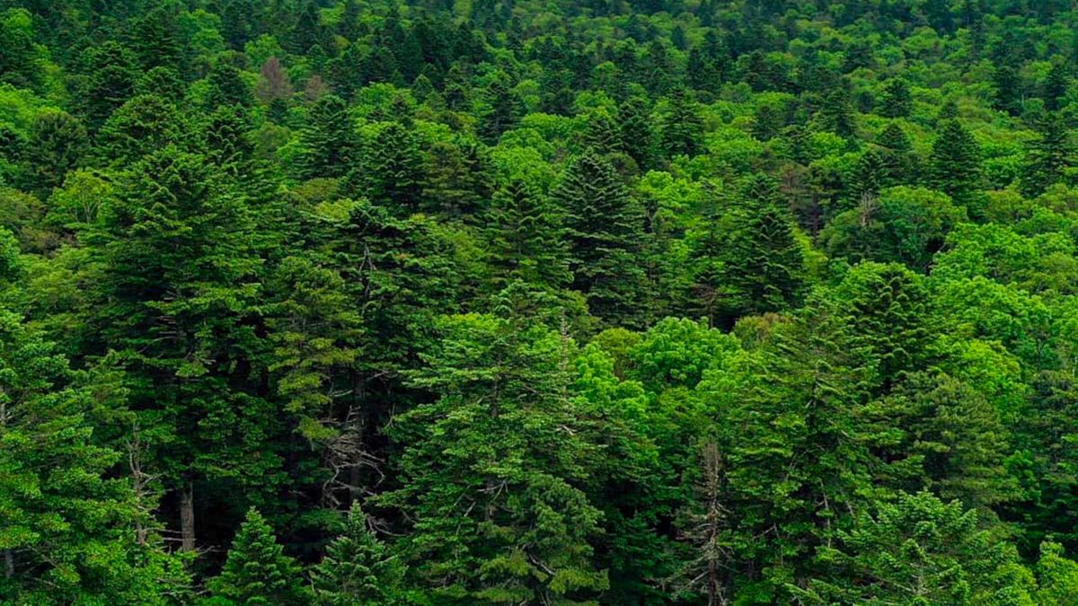 Tropické cyklony mohou podle vědců zpomalit úbytek tajgy způsobený klimatickou změnou