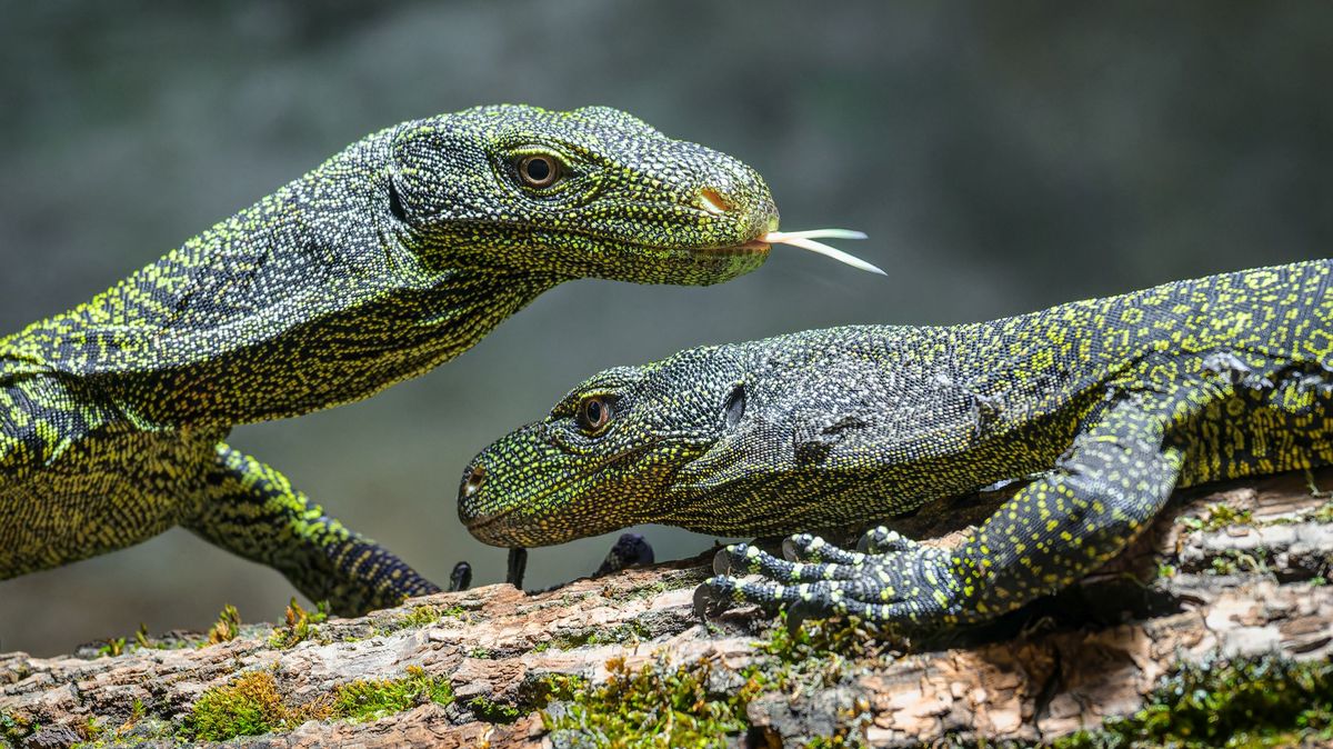 V pražské zoologické zahradě se usídlili budoucí stromoví dlouháni