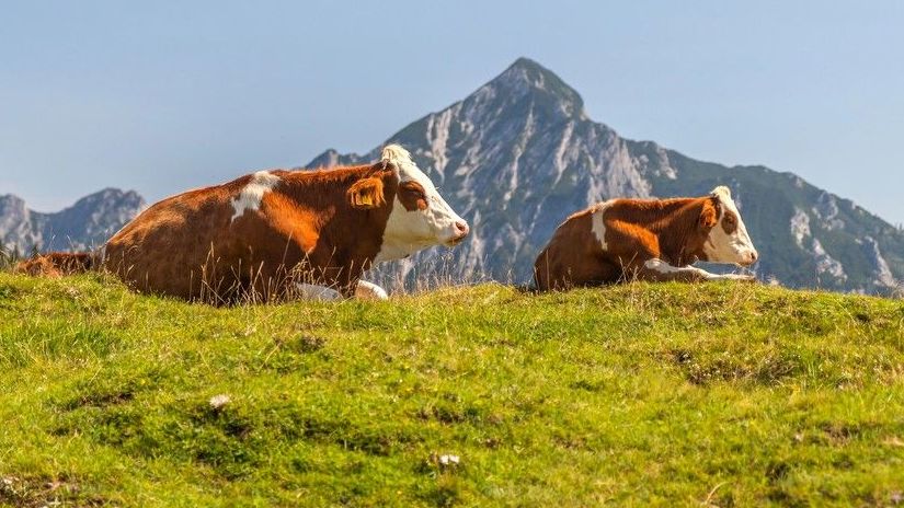 Láska, která prošla žaludkem. Farmář ztratil snubní prsten, řezník ho našel v kravím bachoru