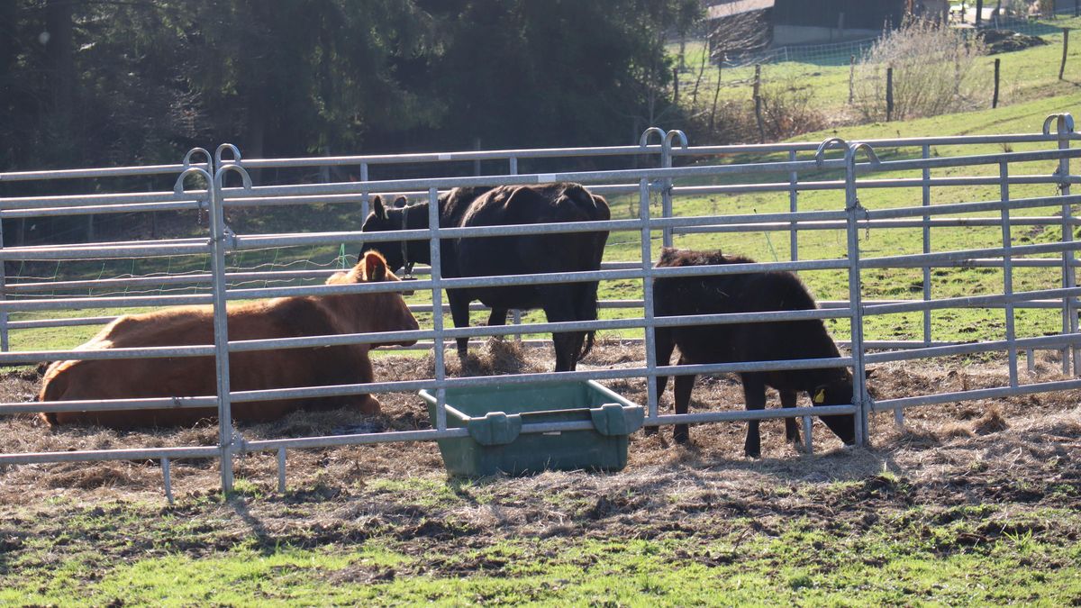 Smrtící nákaza ze Slovenska děsí farmáře z Trojmezí, nemá z čeho dělat sýr a urychlil zabijačku