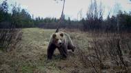 Ukázka ze seriálu Medvěd