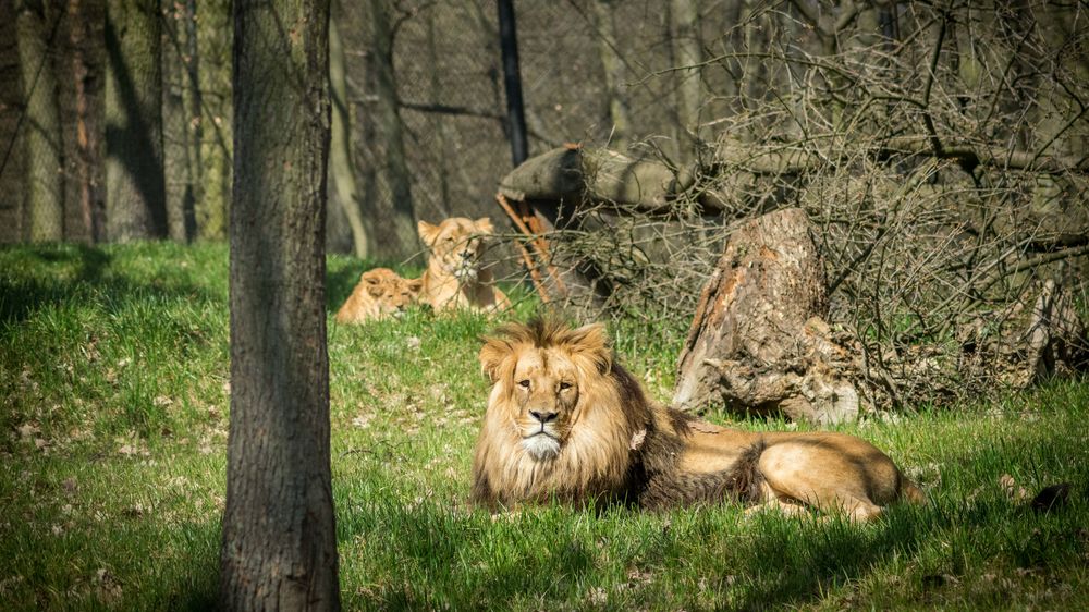 Brněnská zoo potřebuje restart za stovky milionů