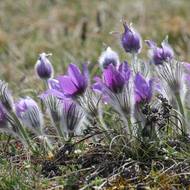 Rozkvetlé koniklece na vrchu Kobylinec u Trnavy na Třebíčsku. Přírodní památka je na jaře hojně navštěvovaná.