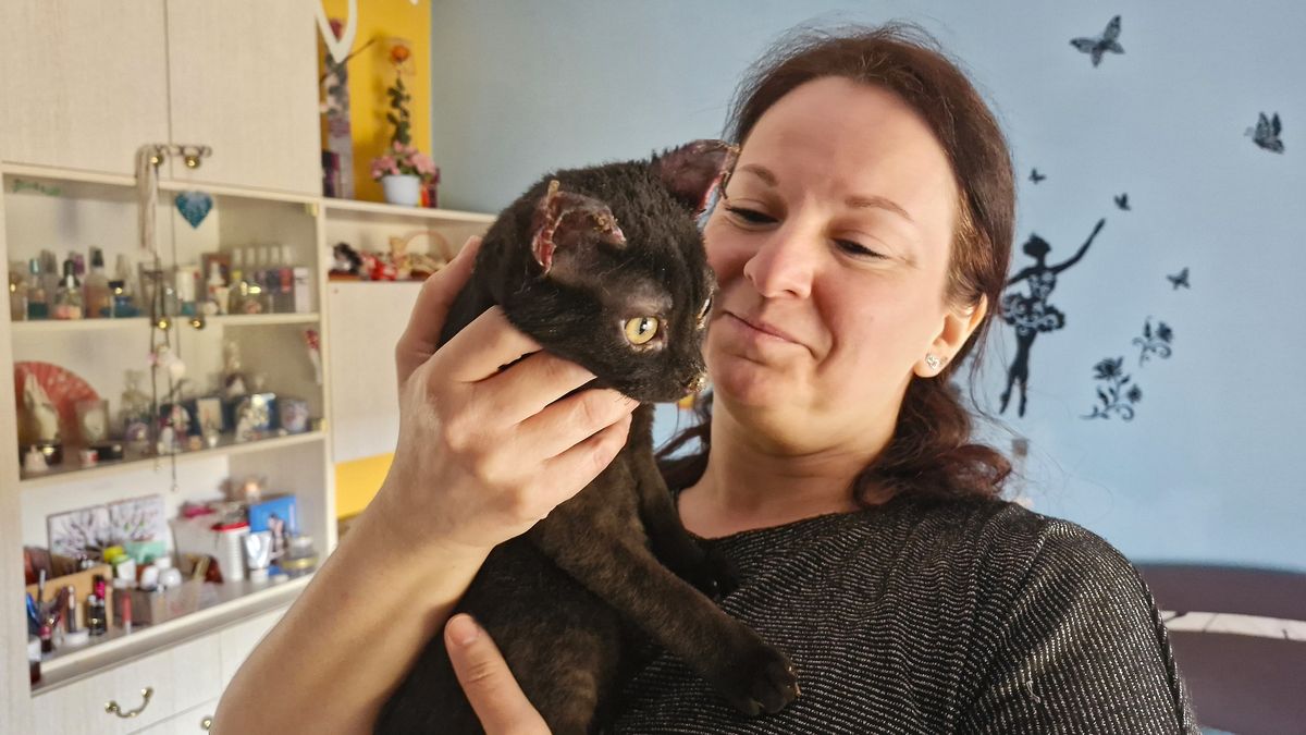 Božský Kája, Garfield i popálený Čertík budou mít novou kavárnu. Po výbuchu pomáhají lidé kočičí mámě dárky i penězi
