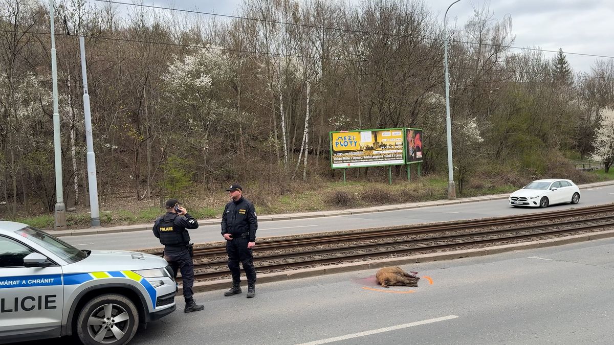V Praze přes koleje přebíhalo stádo divočáků, tramvaj jednoho srazila