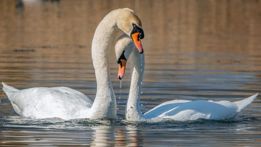 Labutě na Chebsku znovu hynou. Úřady varují, i jednotlivé případy berou vážně