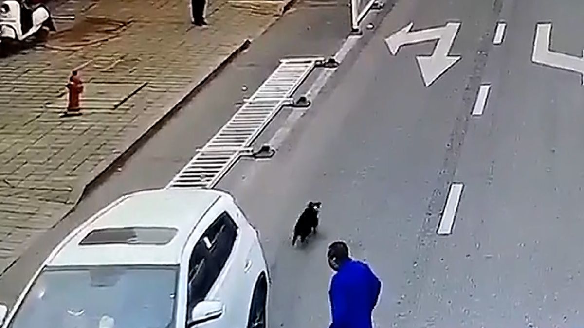 Jak může pes řídit? Nic moc, ani na rovině neudržel pruh