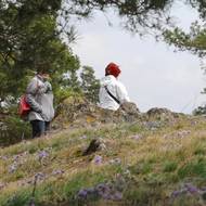 Mnoho turistů vstupuje přímo mezi rostliny. Snímek je z loňského roku.