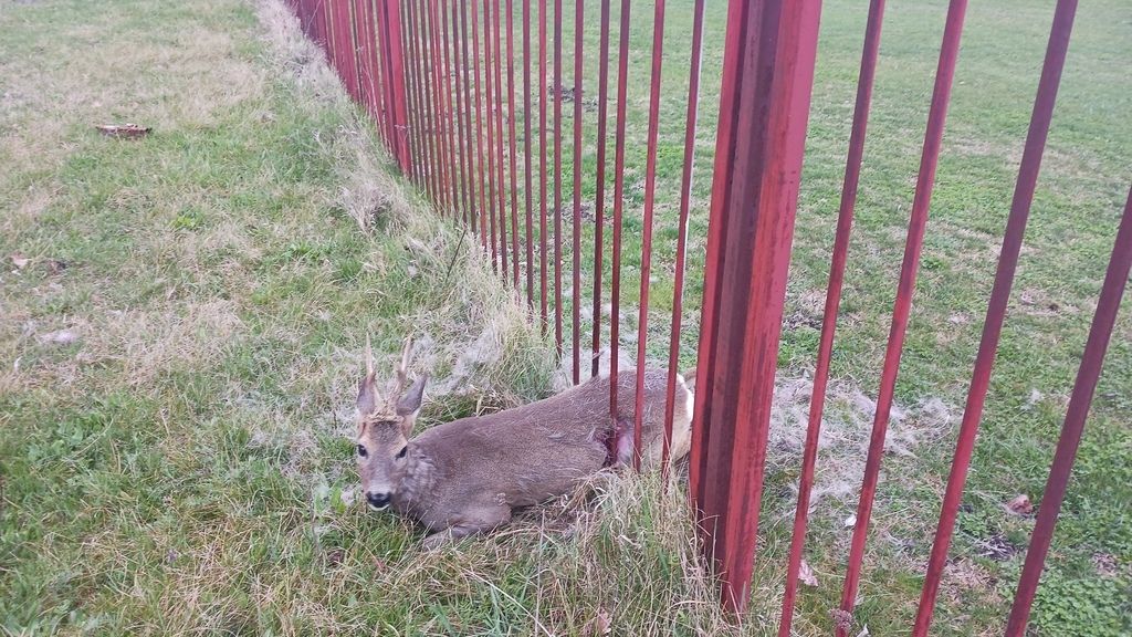 Záchrana vyplašeného srnce v Břeclavi se povedla. V Kyjově to v jednom případě skončilo nešťastně