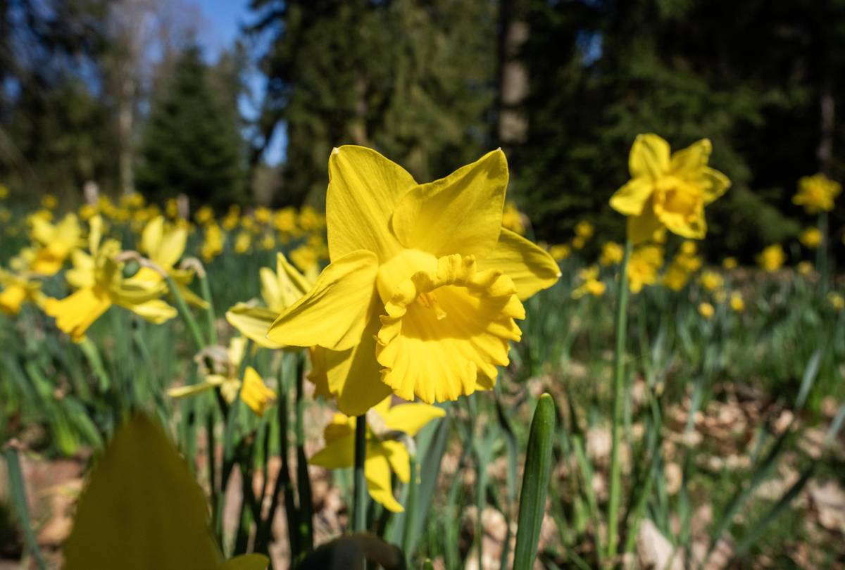 Narcis žlutý. V průběhu dubna v Průhonicích vykvétají i tulipány, magnolie i rané rododendrony.