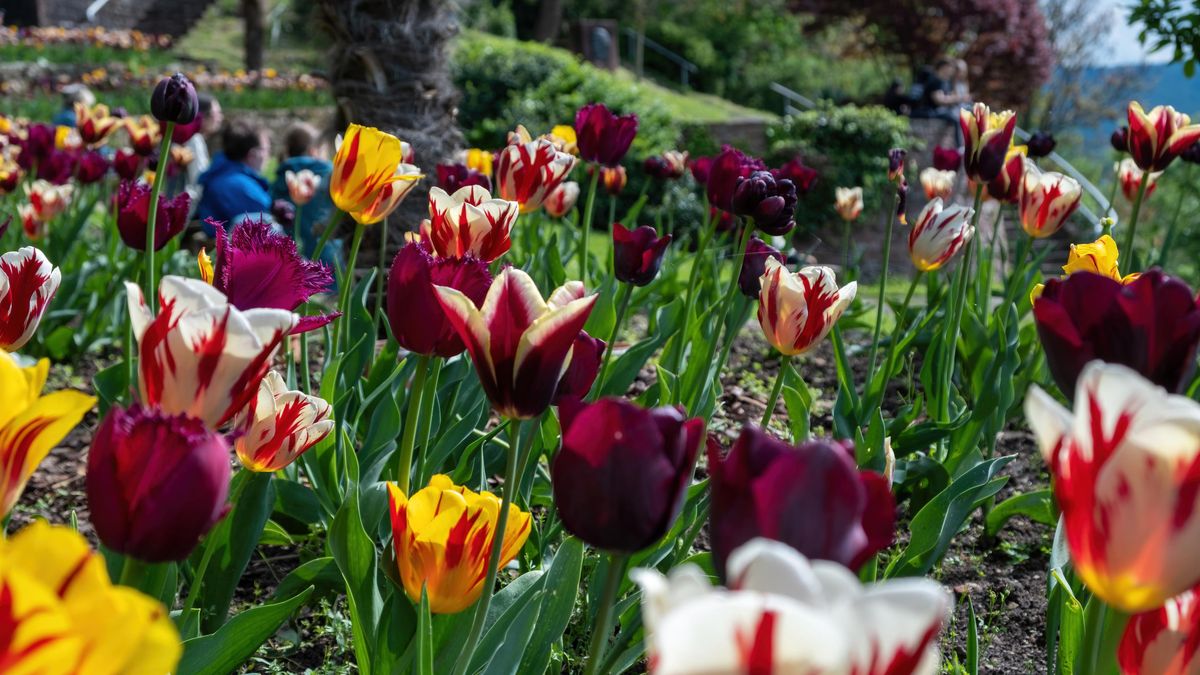 Způsobily krach burzy i dluhy slavnému malíři. Víte, jak pěstovat tulipány?