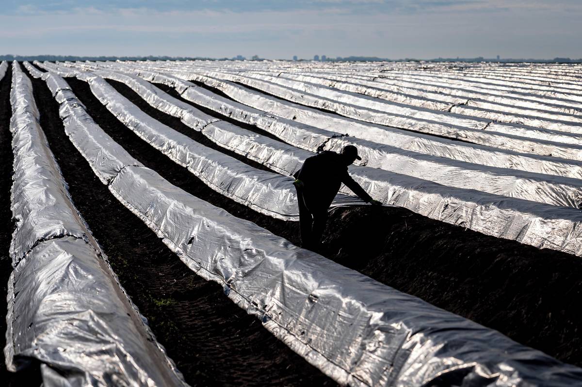 Chřest v hrobě: Pod fóliemi a zeminou navršenou až do půlmetrové výšky se nacházejí křehké bílé pazochy.
