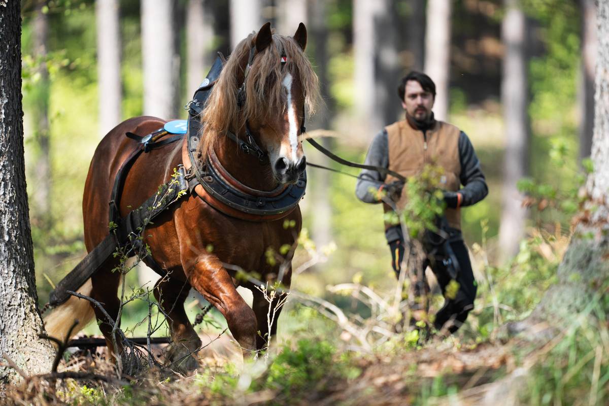„Většina těch koní se používá na práci v lese, někteří to teda mají jen jako hobby,“ popsal hlavní rozhodčí Jan Louda.