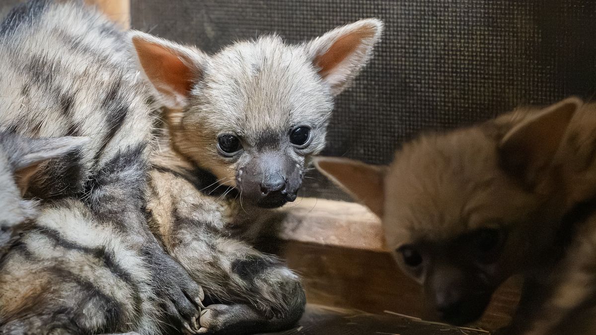 Světový unikát. Hyenkám hřivnatým se ve Dvoře Králové daří, narodilo se jich hned pět