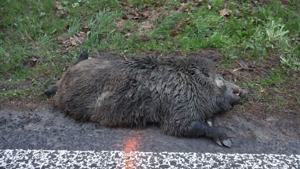 Řidič na Českolipsku srazil divočáka velikosti malého medvěda