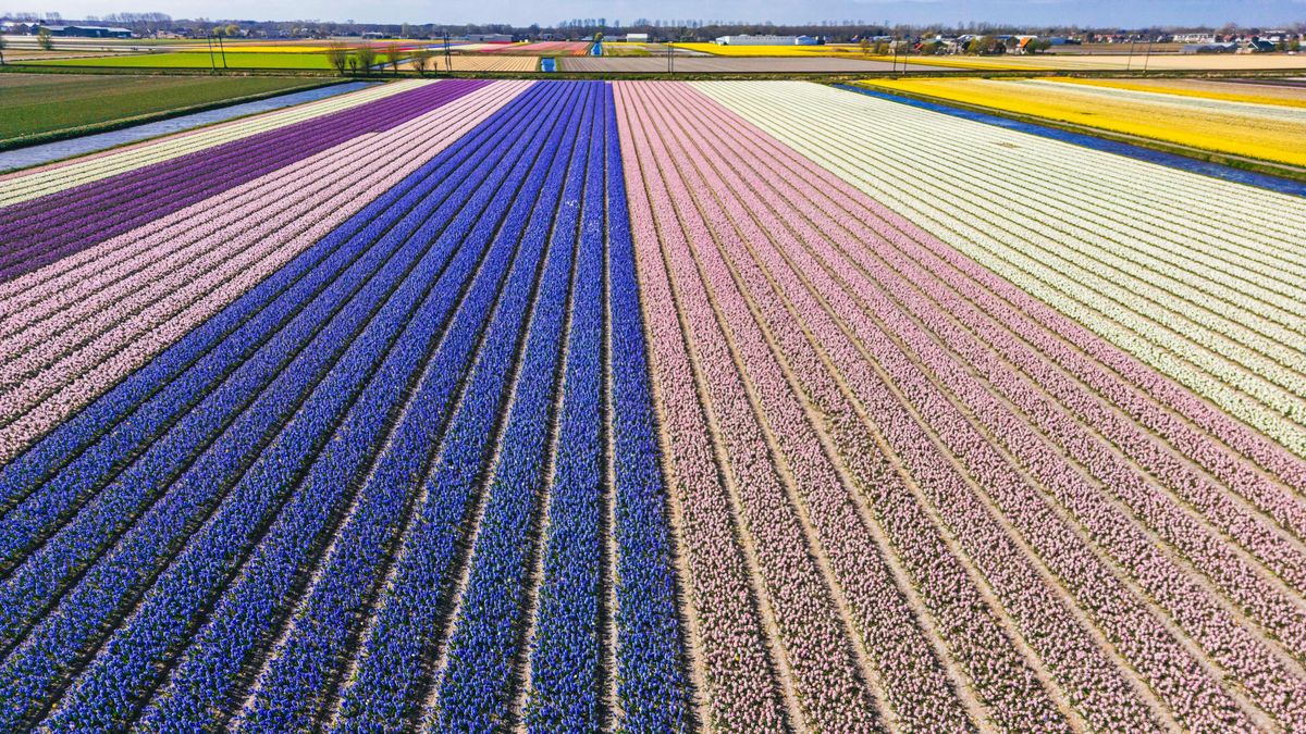 FOTO: Nádhera, ze které přechází zrak. Tulipánová pole v Nizozemsku hrají všemi barvami