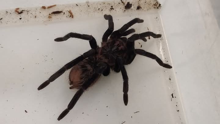 Vyděšené studentky Jihočeské univerzity volaly policisty kvůli uprchlé tarantuli