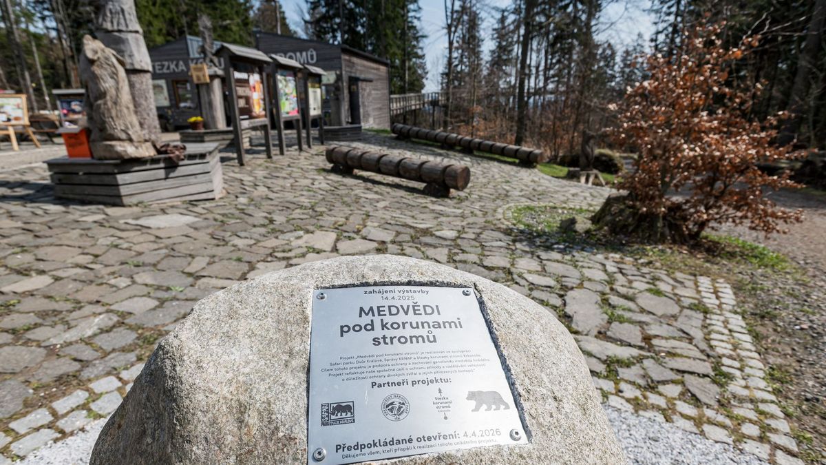 V Krkonoších budou po třech stoletích žít opět medvědi